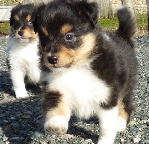 Mon Chien Propre Rapidement 3 Mon Chien Propre Rapidement 3